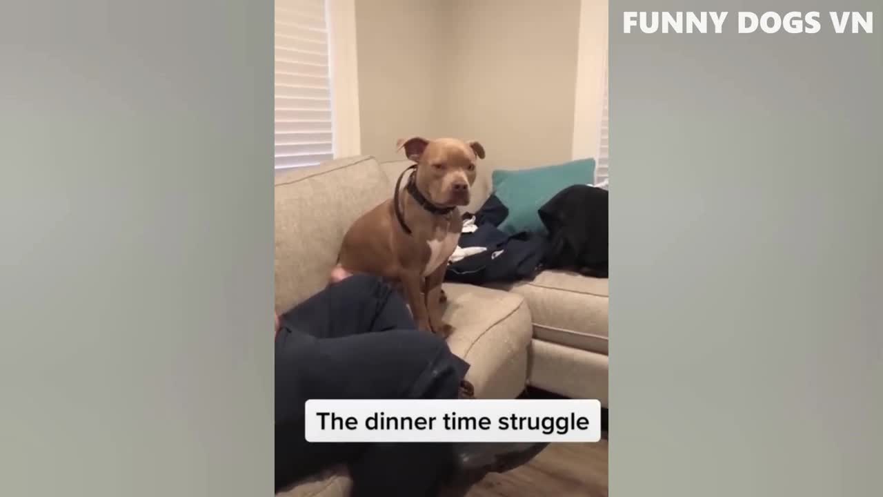 FUNNY DOGS