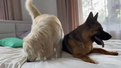 Golden Retriever and German Shepherd are Best Friends Forever