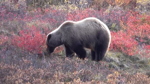 Grizzly Berry Picking