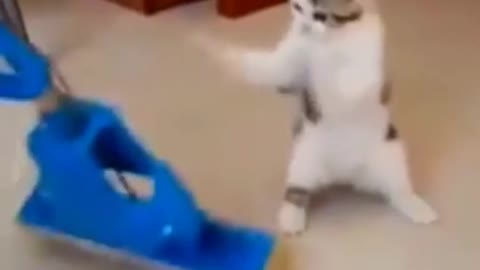 Cat comedy dance 😂😂😂😂😂😂😂