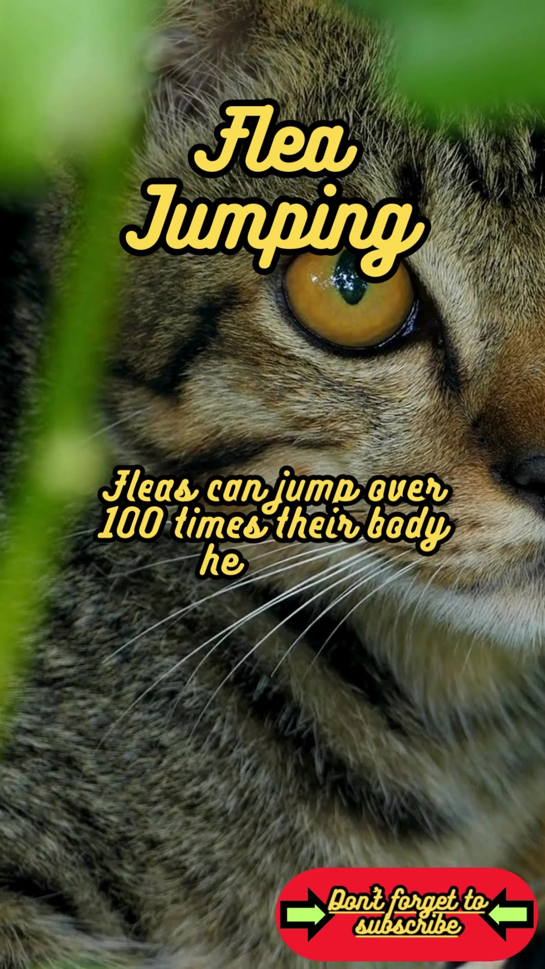 Animal Facts Flea Jumping shorts