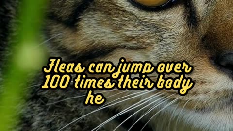 Animal Facts Flea Jumping #shorts