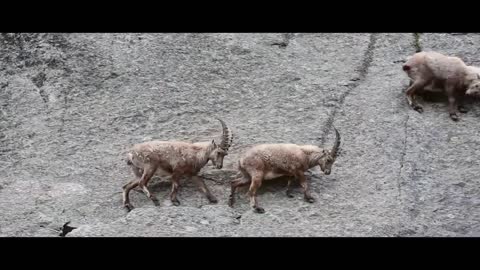 MOUNTAIN GOATS - These Creatures Don’t Care About The Laws Of Physics Despite Their Hooves1