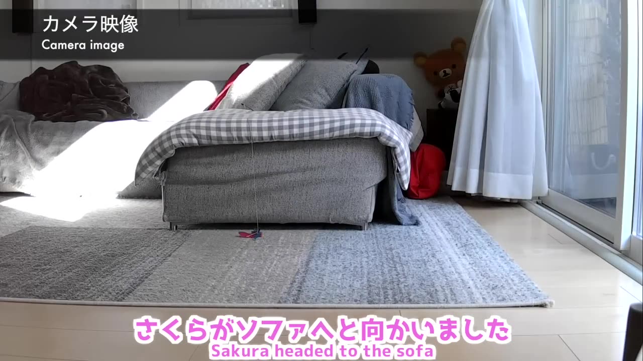 Otter and cat at stay at home was interesting!