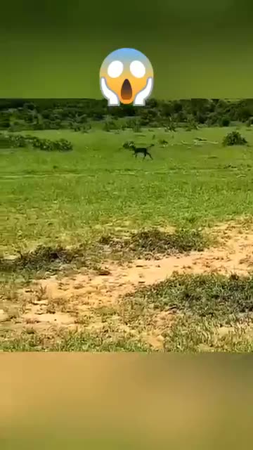Leopard cheetah and hunting
