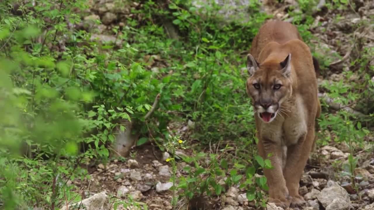 Lions is King But Fail! Mother Bear Save Her Baby From Puma Hunting, Giraffe vs Lions