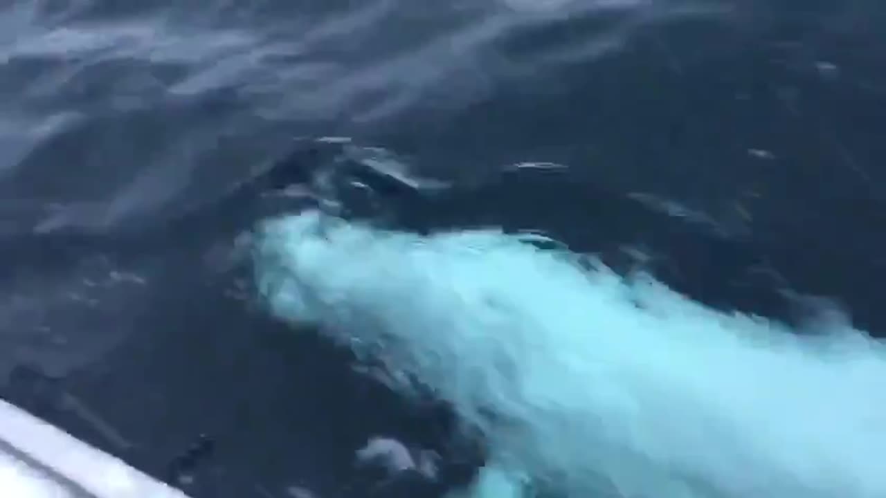 Playing Fetch With A Beluga Whale