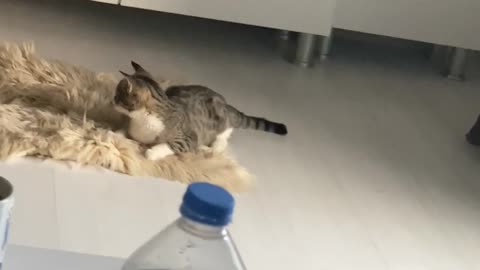 Reggie the cat catches fly and saves the day 🥳