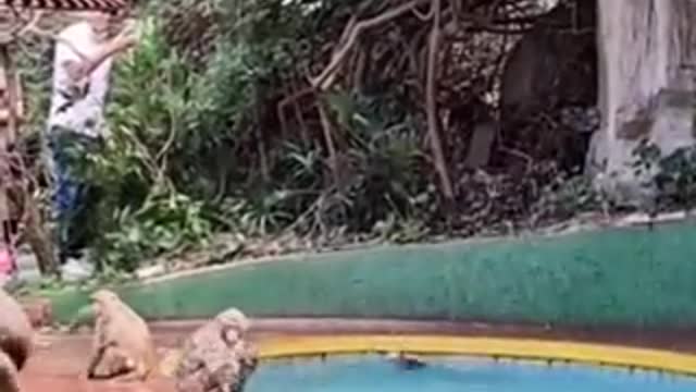 The Monkeys are Having Fun