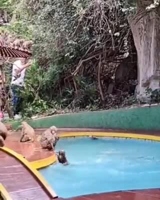 The Monkeys are Having Fun
