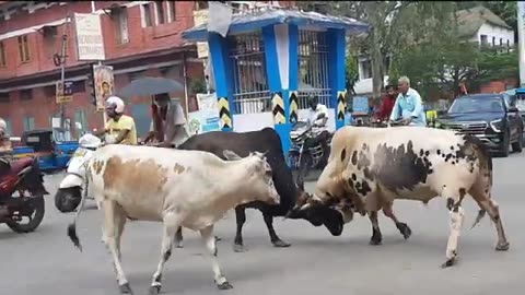 Bull fighting in city (very dangerous fight)