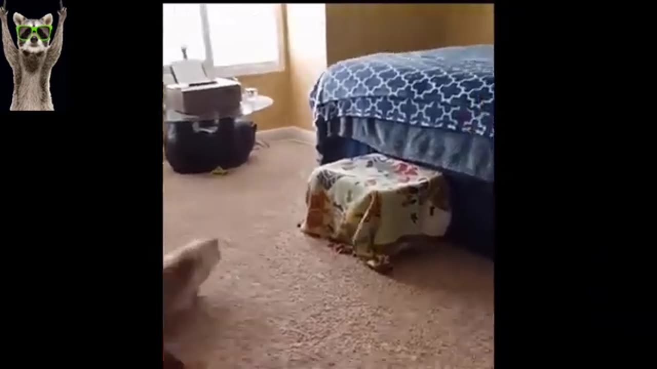 Cat funny video