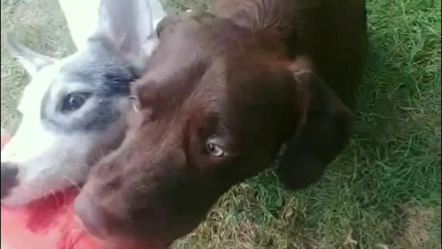 Puppy devouring watermelon