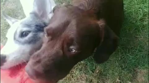 Puppy devouring watermelon