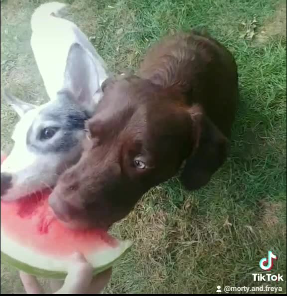 Puppy devouring watermelon