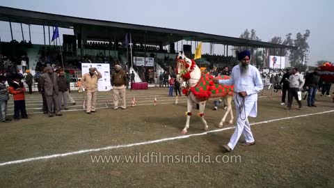 Horse dancing to the rhythm of dhol_ Only in India