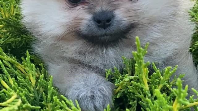 Puppy