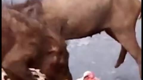 crazy pigs don't forget the same