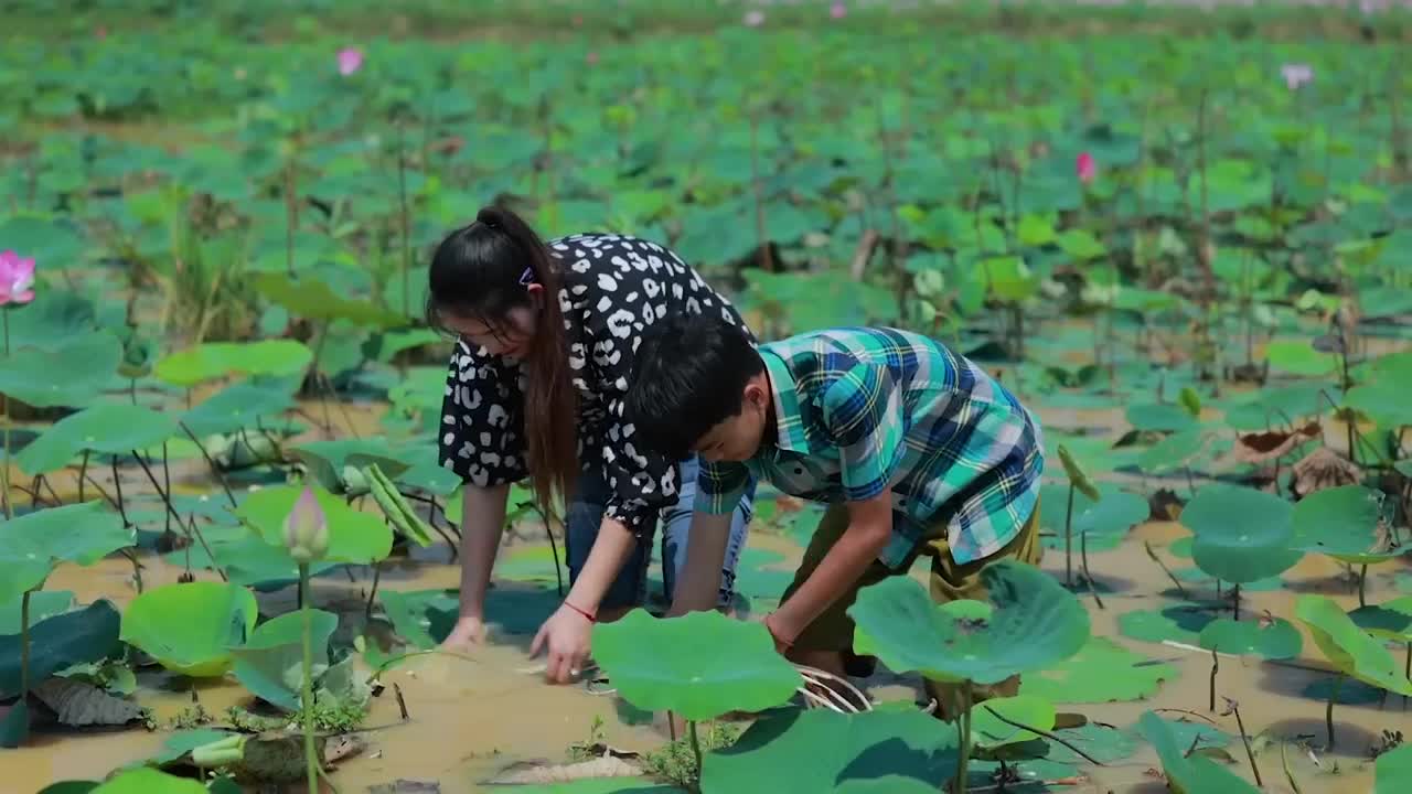 Harvest Lotus root and pick fruit for cooking