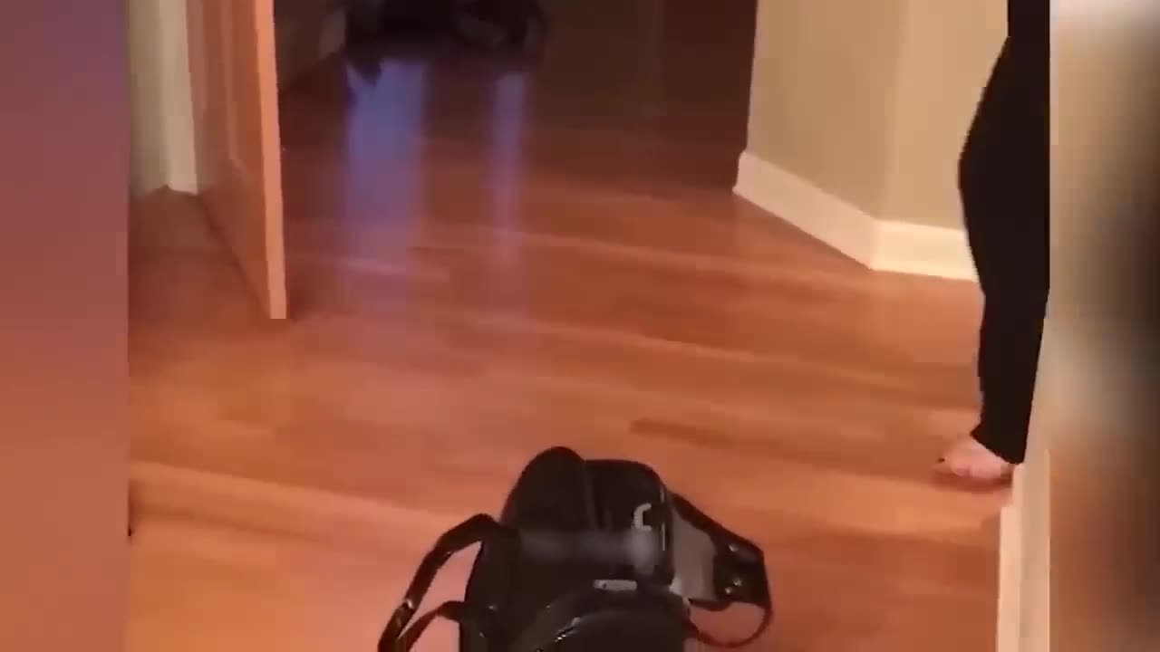 Funny cats and dogs