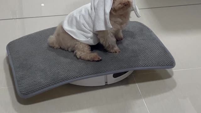 Pompous Puppy Patrols on Roomba