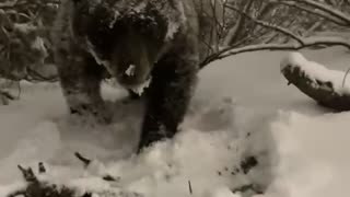 Brown Bear Befriends Contractor