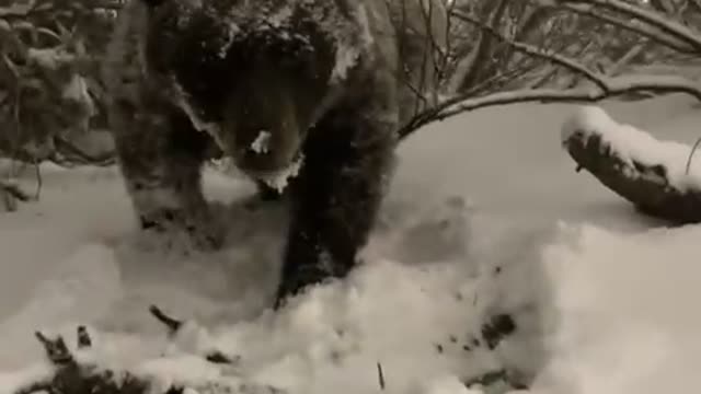 Brown Bear Befriends Contractor