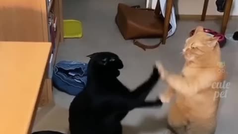 Cat Fight