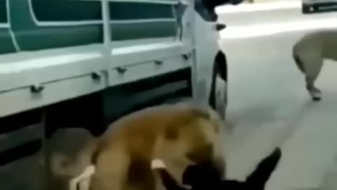 Some Finest Pets in 2023