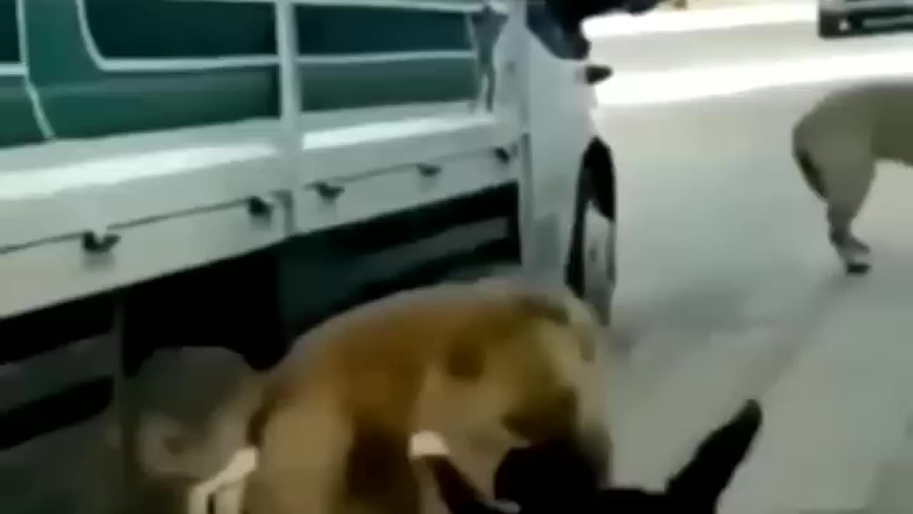 Some Finest Pets in 2023