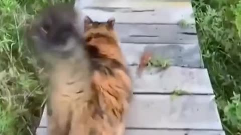 Cat vs Dog 🤣🤣 Cat and Dog funny video