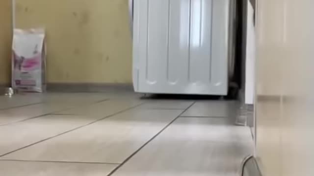 cut cat