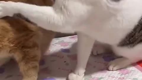 Funny cat video😁😁😁