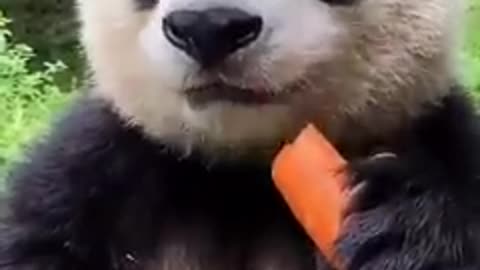 Cute Panda eating a carrot! 🐼