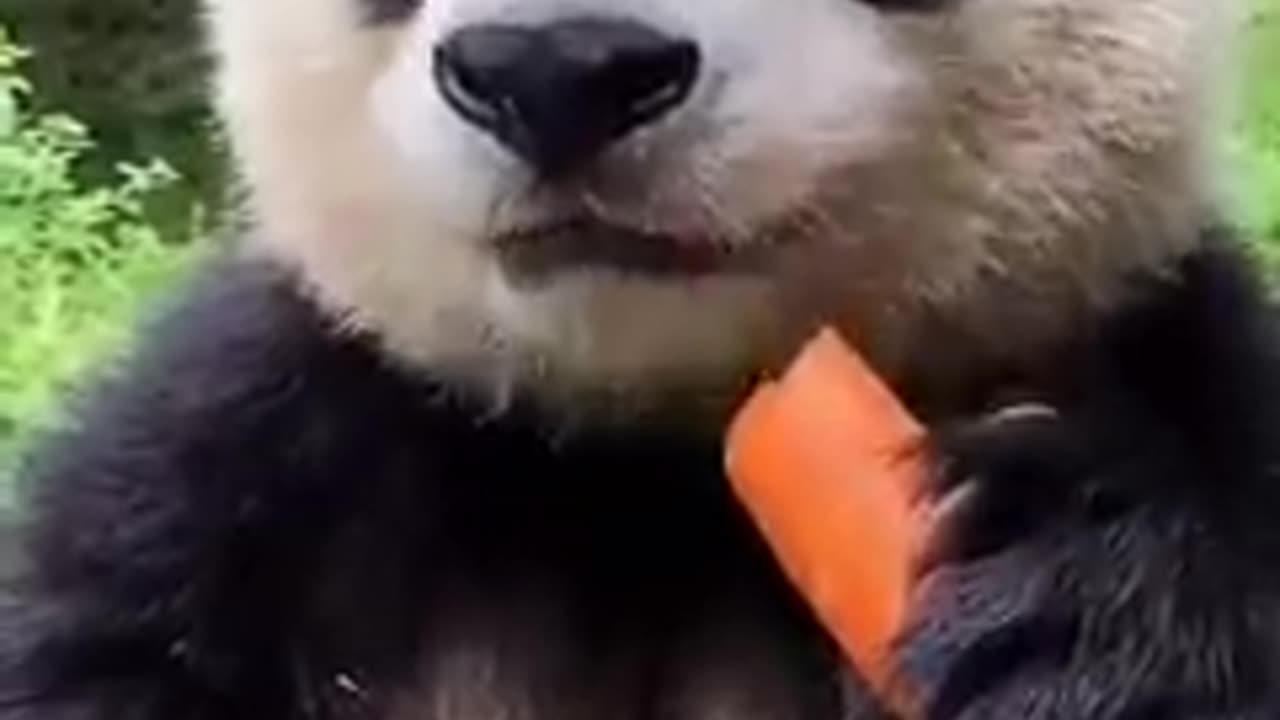 Cute Panda eating a carrot! 🐼