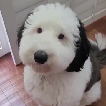 Real life dog 🐾 that resembles snopy 💕