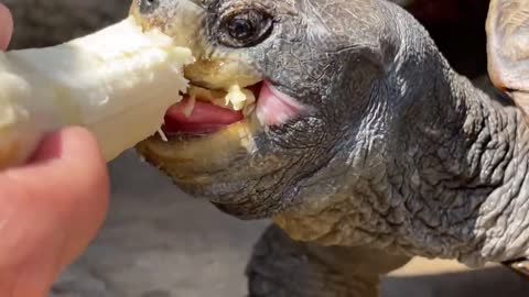 Turtle eats banana