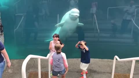 Beluga Whale is AMAZED by Tricks!