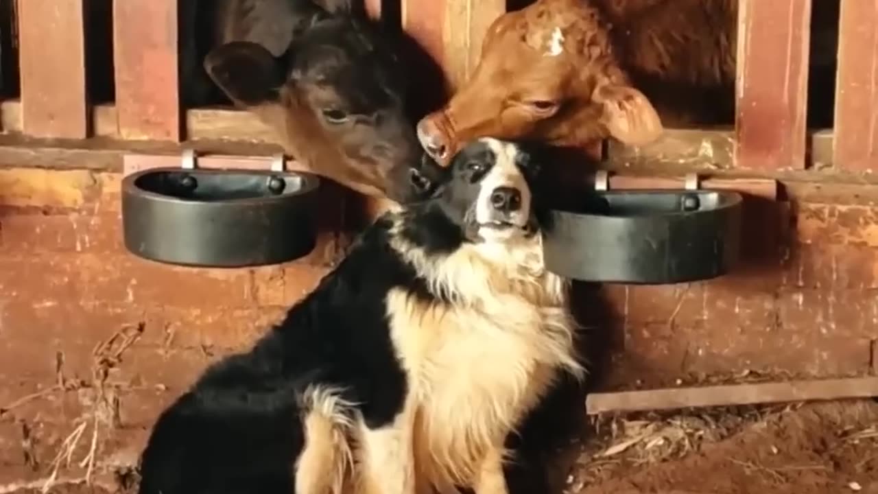 Funny animals - Funny cats _ dogs - Funny animal videos
