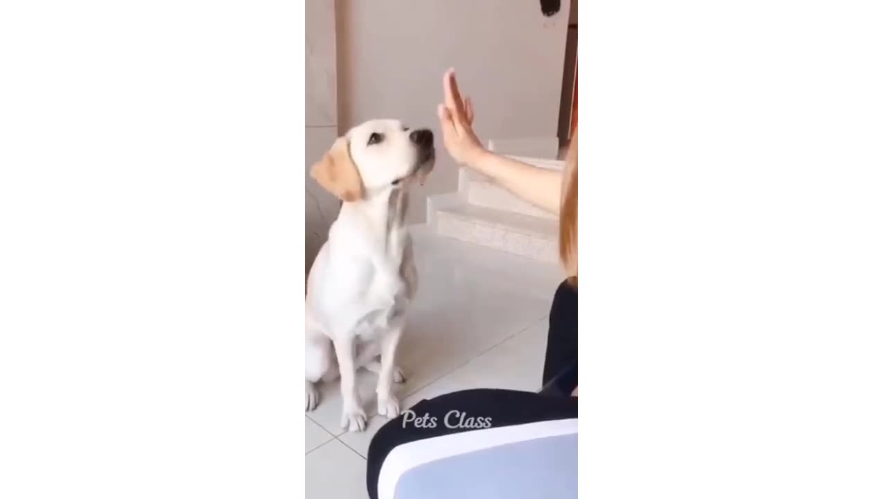 Funny Video