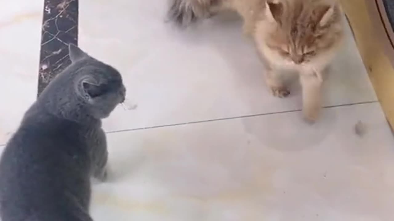 Cute and funny cat video.