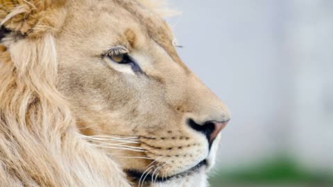 THE MAJESTIC LION - A Tribute King of the African Jungle