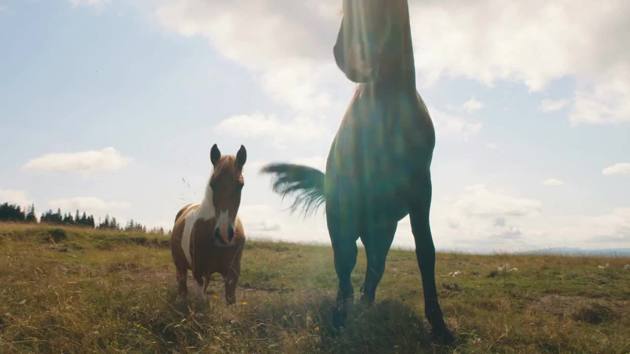 Brown and skewbald horse walking on grass while grazing on pasture against cloudy sky on sunny day