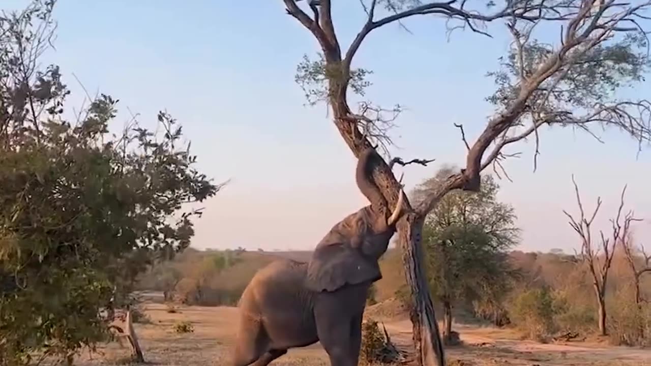 Watch this elephant toppling a tree in the heart of African wilderness 🐘🌳"