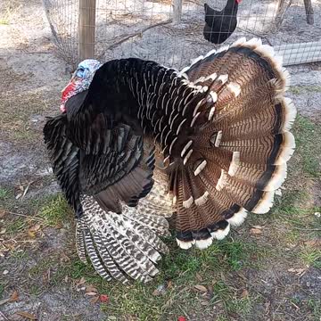 Turkey makes a spitting sound