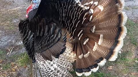 Turkey makes a spitting sound