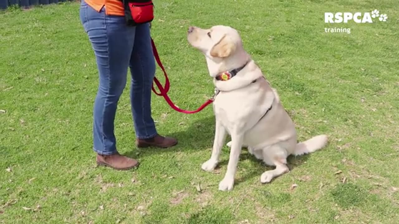 Dog training video