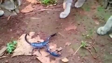 Fight Between Scorpio and Cats