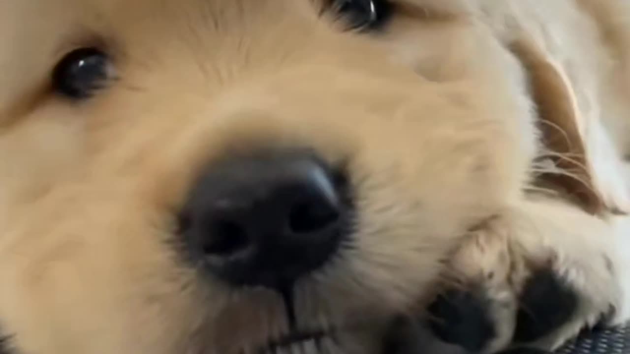Cute puppy 🐕