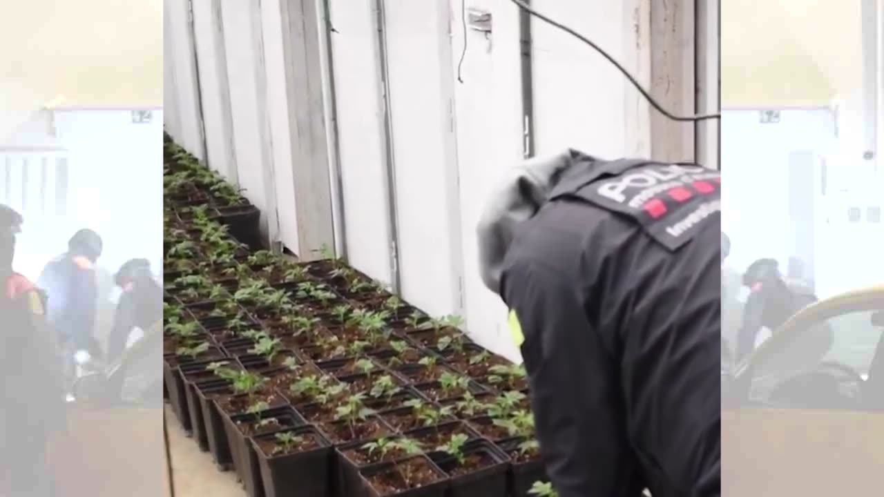 Siete detenidos de la mafia marsellesa que importaban marihuana por los pirineos